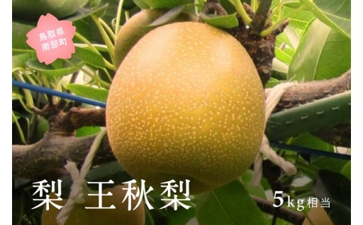 近日お届け開始の「王秋梨」です！