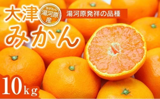 湯河原生まれ🍊大津みかん