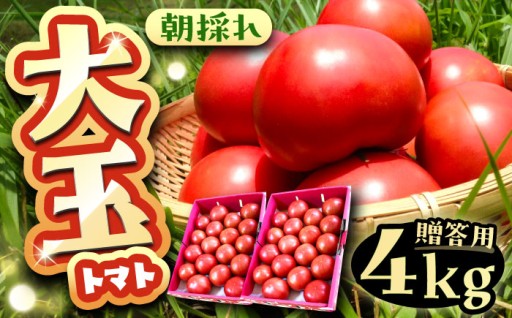 【10月25日受付終了】朝採り大玉トマト4kg