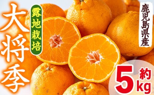 鹿児島県出水市特産！＜露地栽培＞大将季(約5kg・15～24玉)