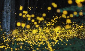 ゲンジボタルが舞う里