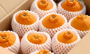 10,000円以上の寄附でもらえる