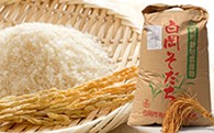 【減農薬・減化学肥料】特別栽培米 白岡そだち ミルキークイーン(10kg、新米)
