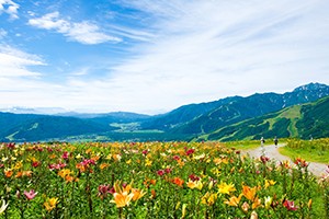 夏期シーズンには約50余種、30万株、200万輪のゆりが咲き誇る白馬岩岳ゆり園。
標高1289m、ゴンドラで登った先の山頂には、一面の色鮮やかなゆりの花畑と、雄大な北アルプス白馬連峰の大パノラマが広がります。
ゆりの季節だけではなく紅葉シーズンもおすすめ。
山頂にはドッグランを完備、「ねずこの森」には『森のセラピーウォーキング』を楽しめるウォーキングコース、アスレチック施設もあり、子どもやペットも一緒に白馬岩岳の雄大な景色を楽しむことができます。