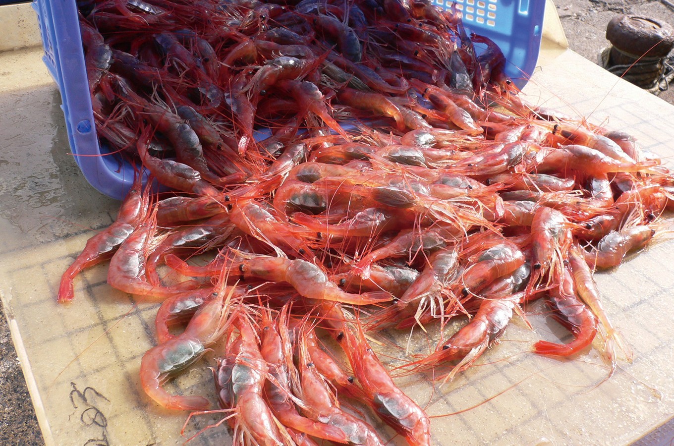 石川県志賀町の赤い宝石 甘えび の漁が遂に解禁されました ふるさと納税 ふるさとチョイス