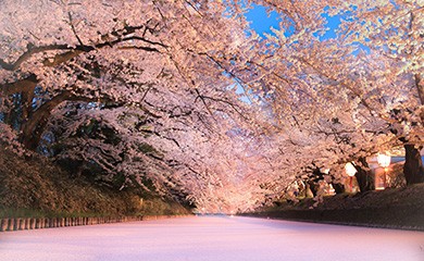 おすすめ!お花見スポット