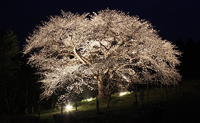 おすすめ!お花見スポット