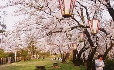 おすすめ!お花見スポット