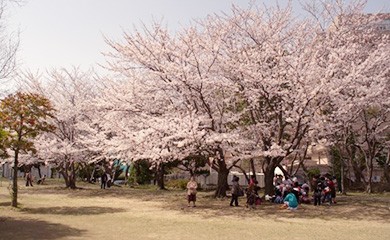 おすすめ!お花見スポット