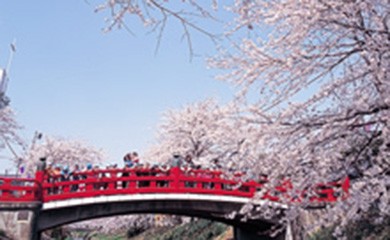 おすすめ!お花見スポット