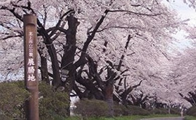 おすすめ!お花見スポット