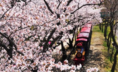 おすすめ!お花見スポット
