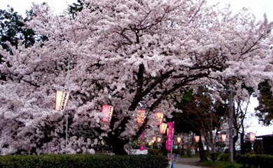 おすすめ!お花見スポット