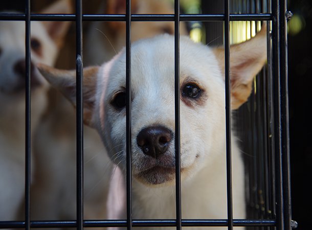 犬の殺処分ゼロへ