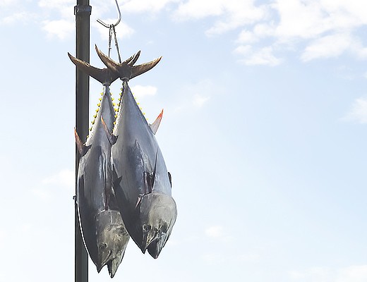 豊穣の海で育てた「豊後まぐろ ヨコヅーナ」
