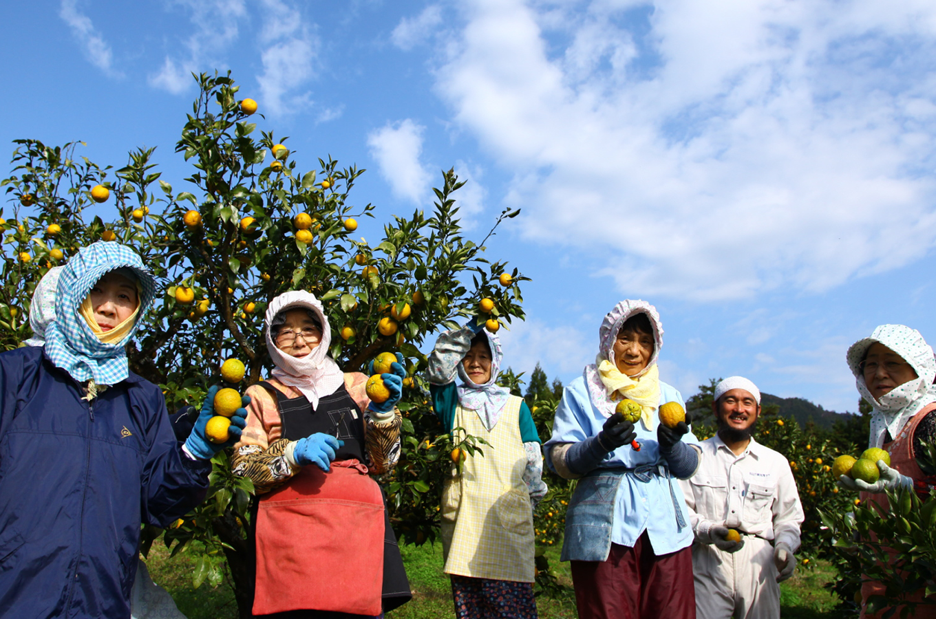 和歌山県北山村の北山村でしか栽培されていない果実 じゃばら ふるさと納税 ふるさとチョイス