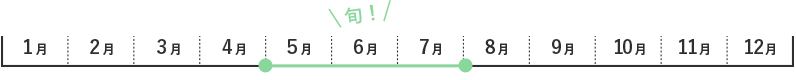 メロンの旬