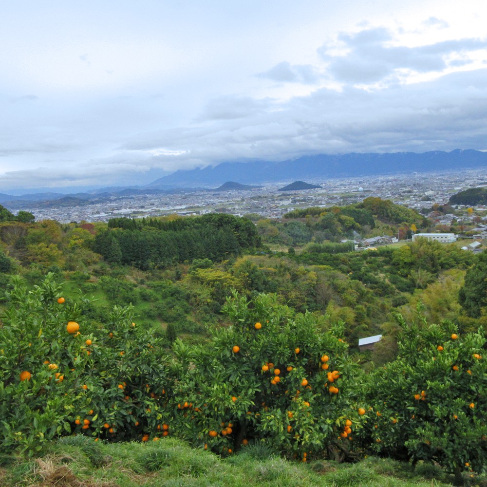 森岡祥章観光農園さんより