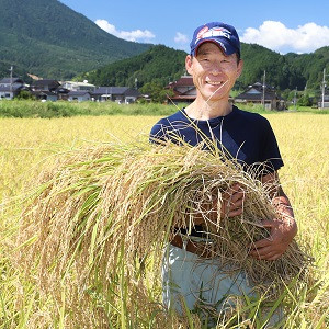 植え付ける株の間隔を広げることで太い株づくり・大粒の米作りに努めています。