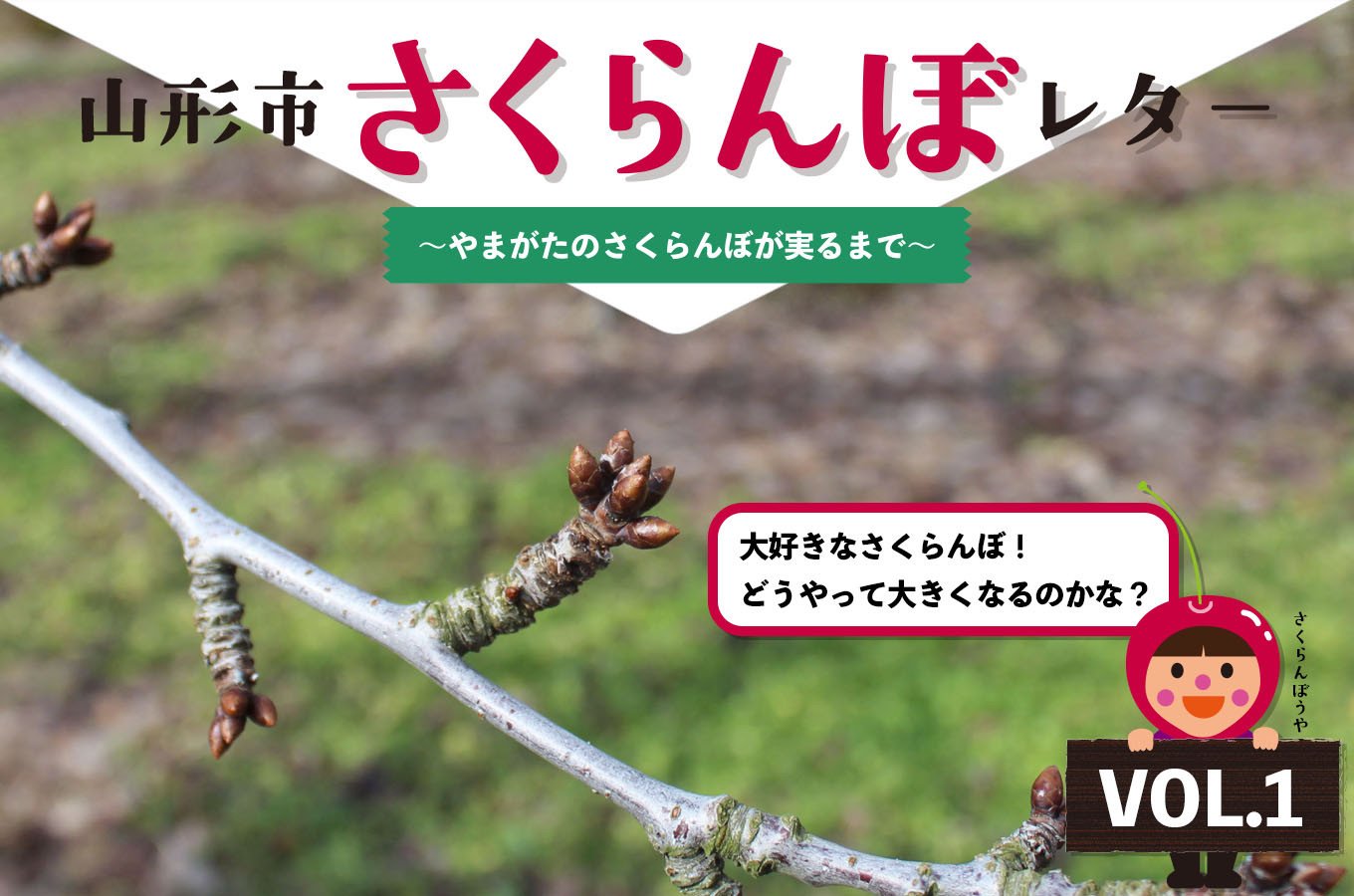 山形県山形市の山形市さくらんぼレター やまがたのさくらんぼが実るまで Vol 1 ふるさと納税 ふるさとチョイス