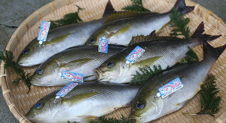 長崎県佐世保市の美味しい魚が集まる佐世保の海 ふるさと納税 ふるさとチョイス