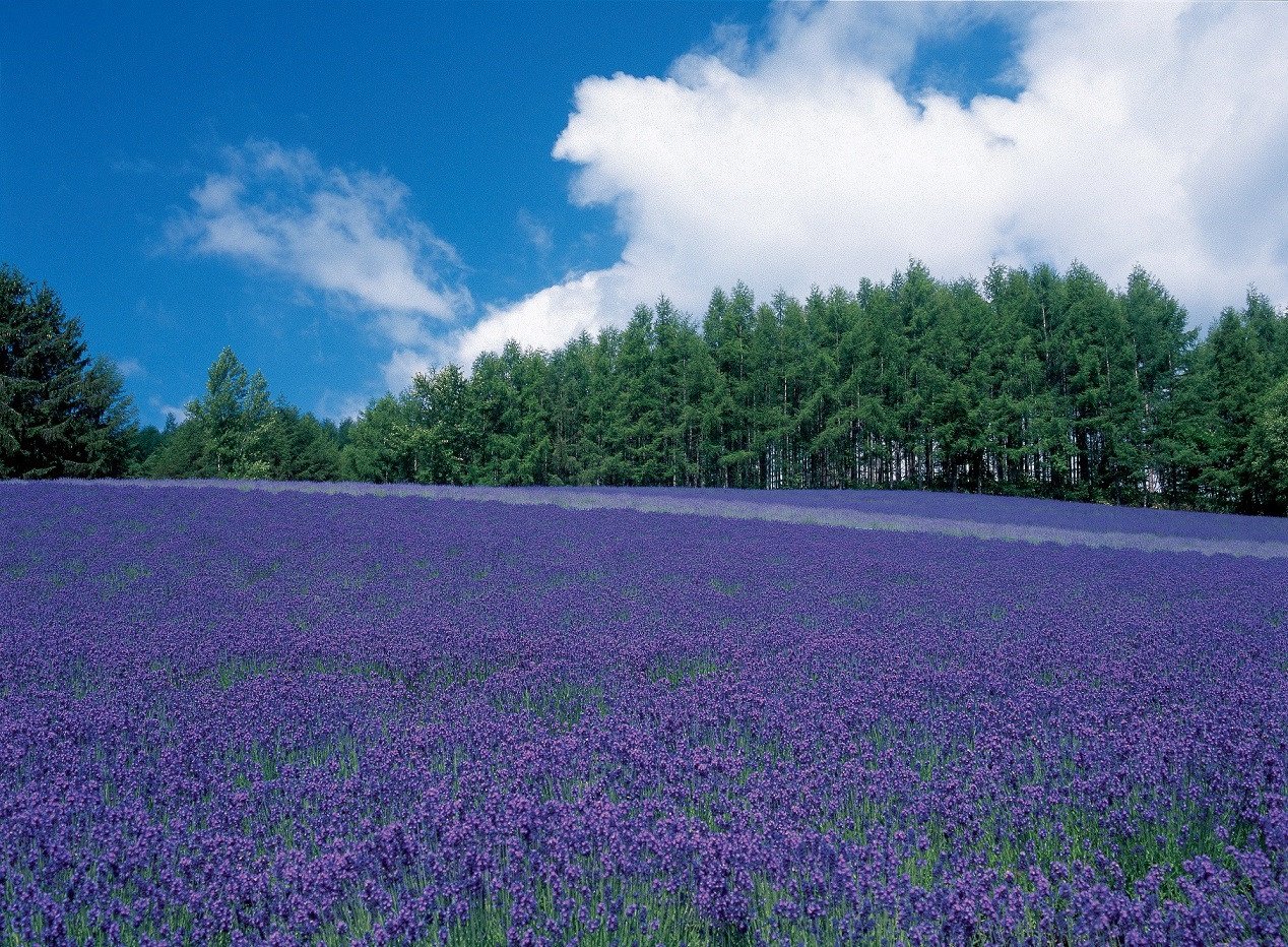 北海道中富良野町のざ なかふらの特集 ふるさと納税 ふるさとチョイス