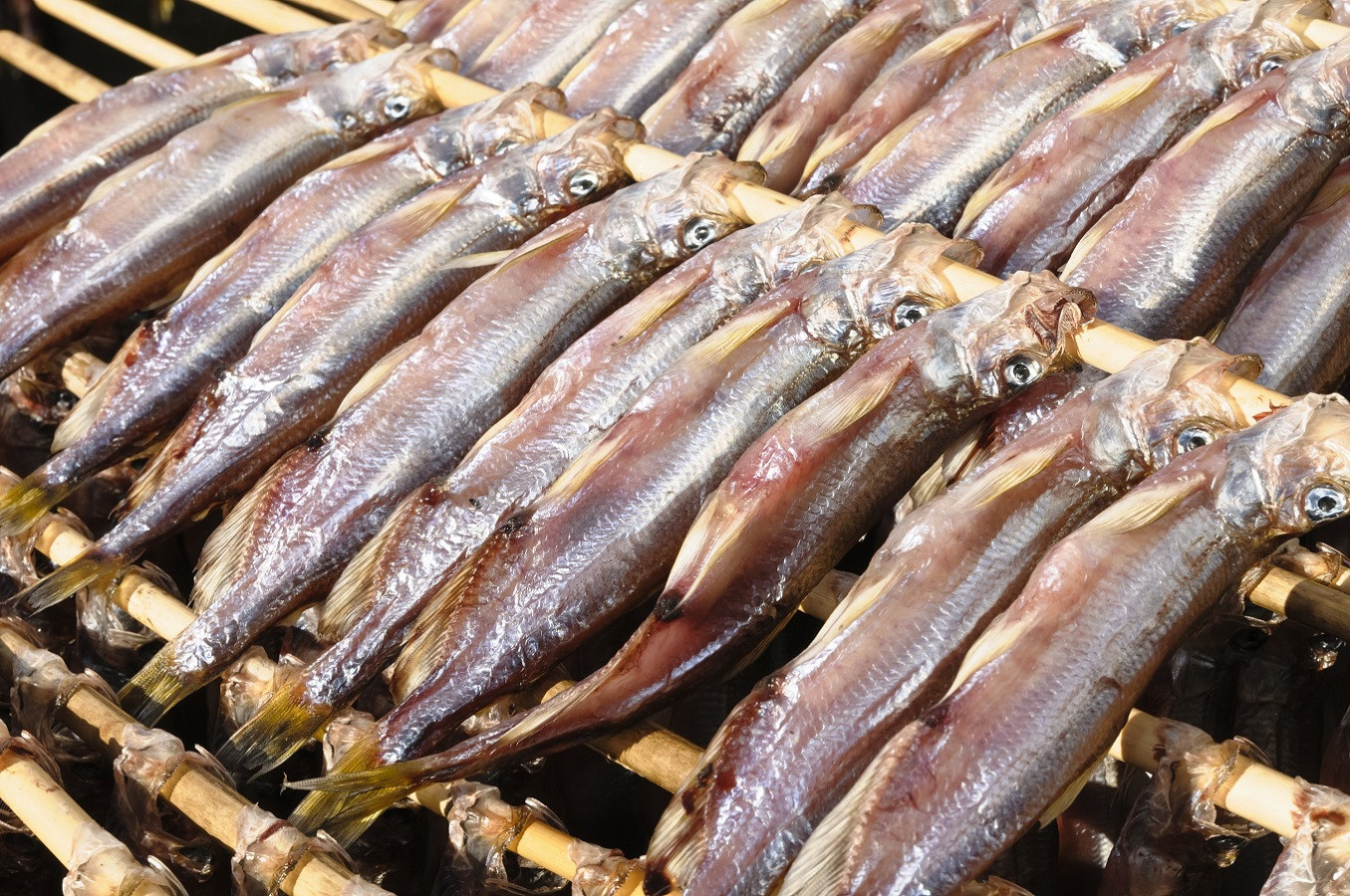 北海道日高町の日高町の ししゃも をふるさと納税で味わおう ふるさと納税 ふるさとチョイス