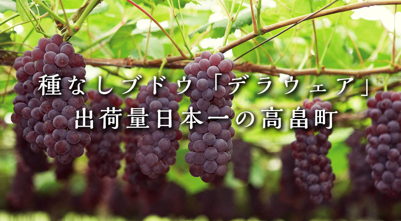 山形県高畠町の種なしブドウ デラウェア 出荷量日本一の高畠町のぶどう特集 ふるさと納税 ふるさとチョイス