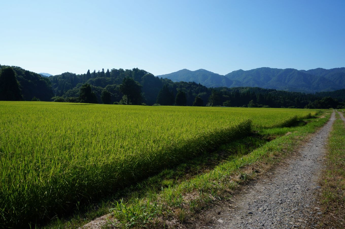 新潟県胎内市の豊かな自然が育んだ自慢のお米 ふるさと納税 ふるさとチョイス
