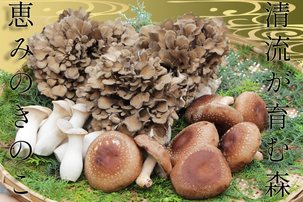 島根県奥出雲町の奥出雲きのこの3つの秘密 ふるさと納税 ふるさとチョイス