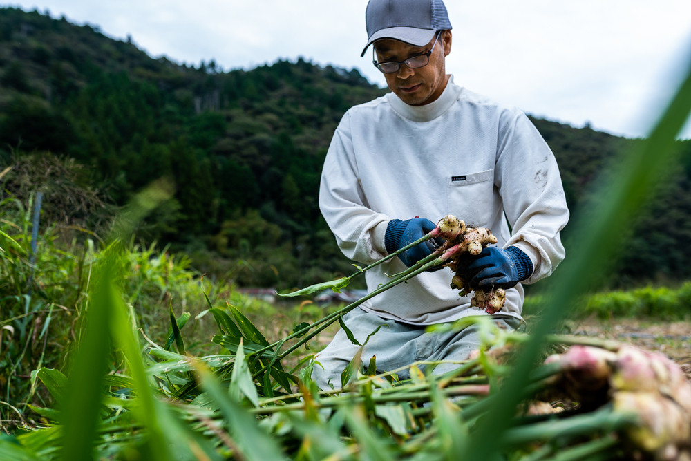 生産量日本一のショウガ ふるさと納税 ふるさとチョイス