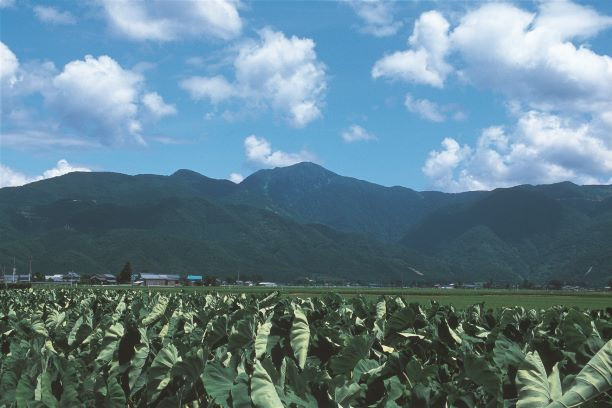 福井県大野市の越前おおのブランド農産物「里芋」。期間限定のおいしさです。［福井県大野市］ ｜ふるさとチョイス - ふるさと納税サイト