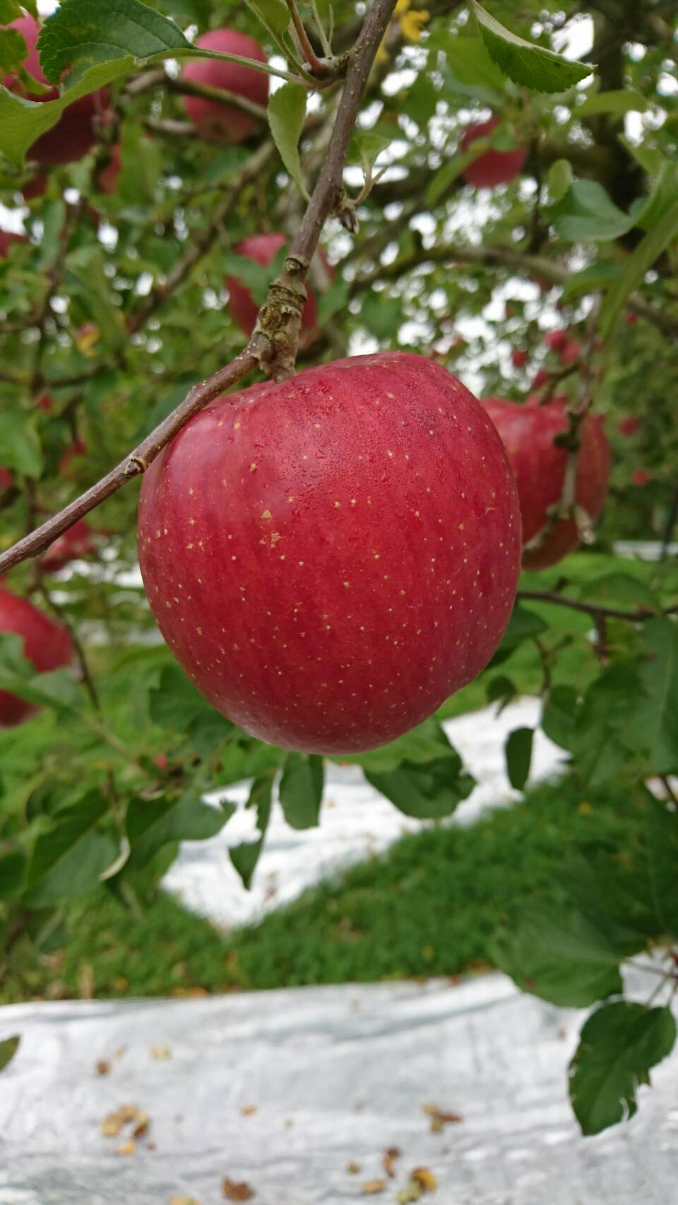 秋田県湯沢市の今が旬のりんご 受付も後半で残り少なくなってきてます リンゴジュースもおススメ ふるさと納税 ふるさとチョイス