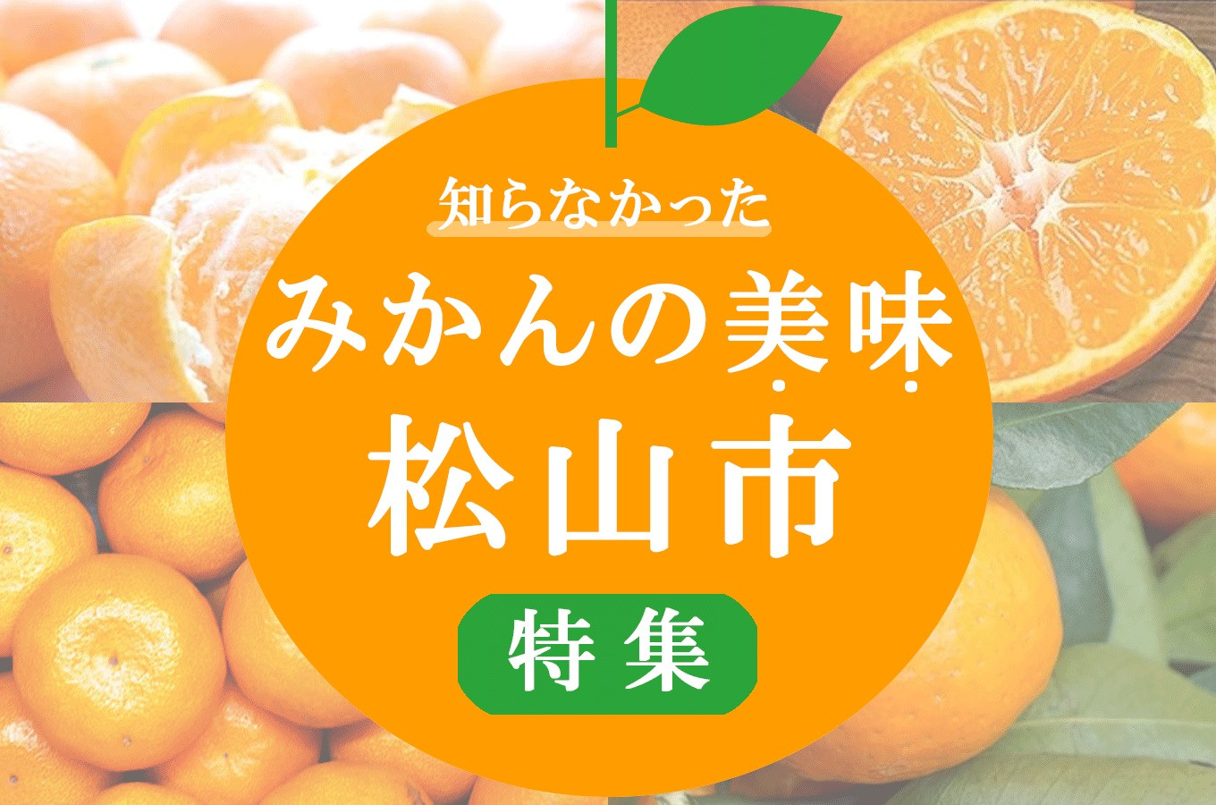 愛媛県松山市の 松山市 みかんの街より 柑橘をお届けします ふるさと納税 ふるさとチョイス