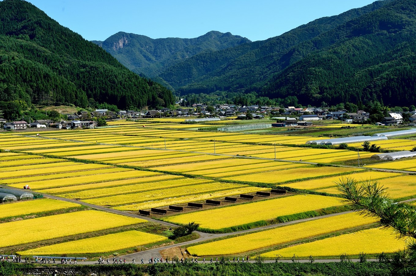 群馬県川場村の幻のお米!川場村産コシヒカリ「雪ほたか 群馬県川場村の幻のお米!川場村産コシヒカリ「雪ほたか