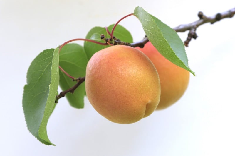 長野県千曲市の 大好評 千曲市名産のあんずをお届け ふるさと納税 ふるさとチョイス