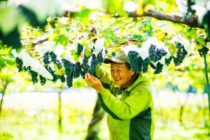 原材料となるぶどうには、上山市内の奈良崎洋一さん（中生居）が栽培したワインぶどう「メルロ」を100％使用しています。