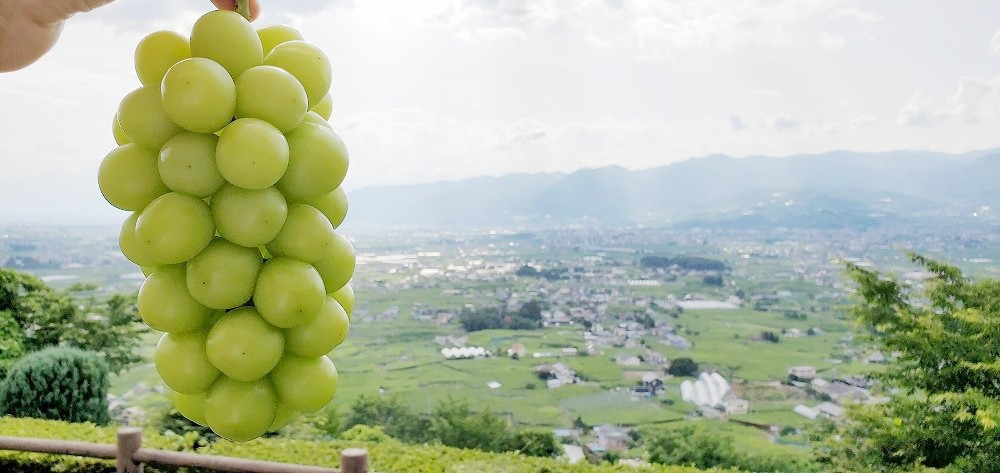 山梨県甲州市の 山梨県甲州市 シャインマスカット 特集 ふるさと納税 ふるさとチョイス