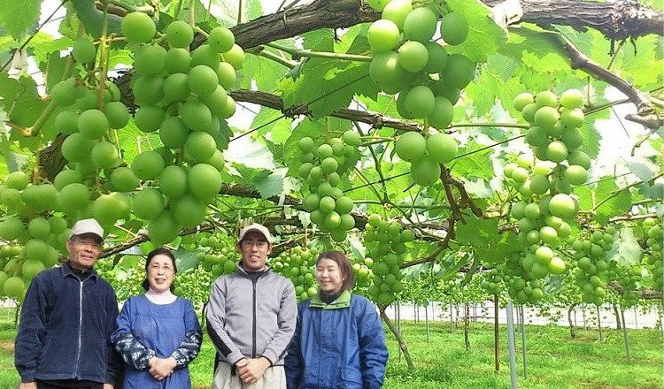 ブドウを育てて50年!和泉農園がお届けします!