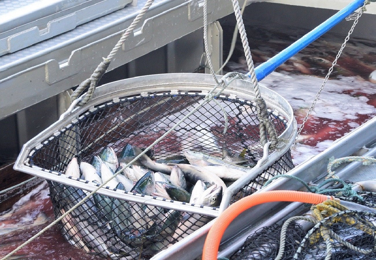 北海道浦河町の太平洋・日高浦河沖～絶品！天然秋鮭～｜ふるさとチョイス - ふるさと納税サイト