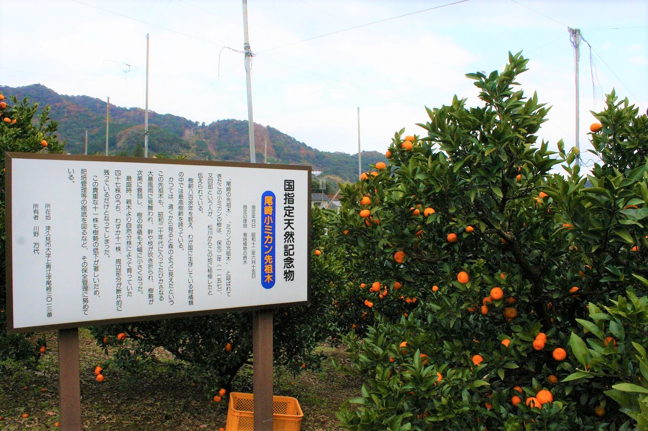 大分県津久見市の津久見の太陽を浴びた幸せの甘いみかん ふるさと納税 ふるさとチョイス