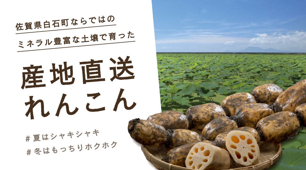 佐賀県白石町の☆佐賀県の生産量9割を占める『れんこん』の名産地☆白石れんこん特集☆｜ふるさとチョイス - ふるさと納税サイト