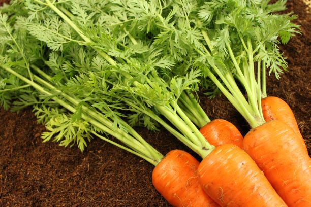 大阪府岸和田市のとっても甘い 衝撃のニンジン 彩誉 ふるさと納税 ふるさとチョイス