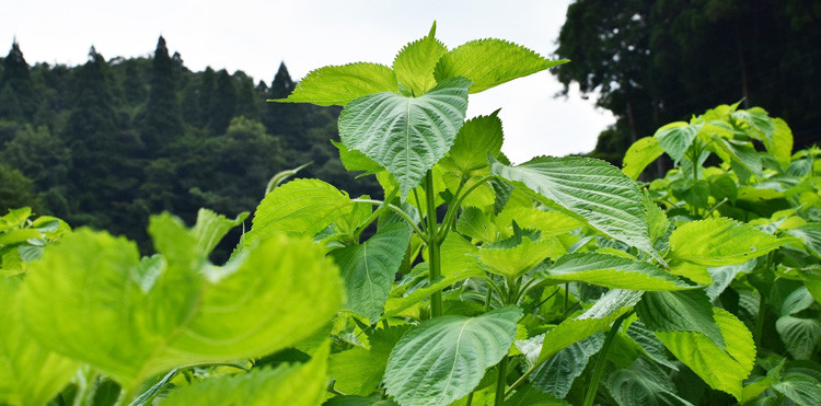 島根県川本町のえごまで持続可能な農業にチャレンジ ふるさと納税 ふるさとチョイス