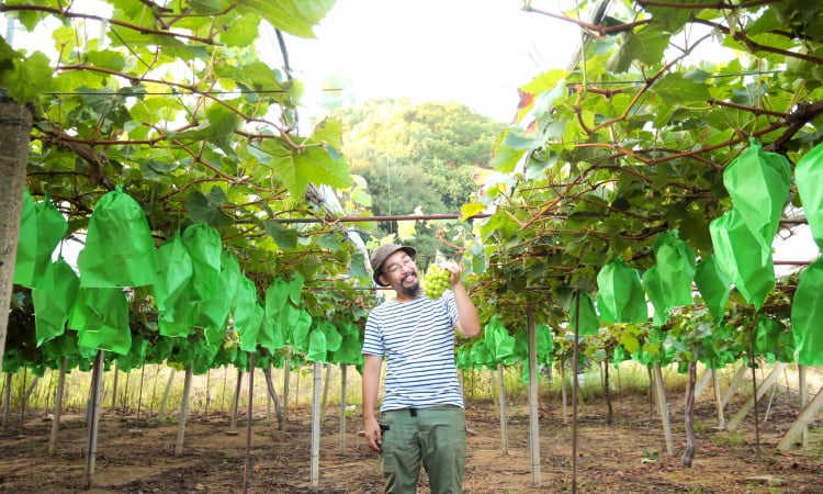 愛情たっぷり！！さぬき市 野菜 フルーツ 特集｜ふるさとチョイス - ふるさと納税サイト