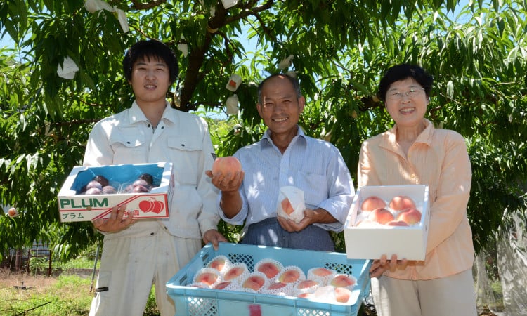 愛情たっぷり！！さぬき市 野菜 フルーツ 特集｜ふるさとチョイス - ふるさと納税サイト