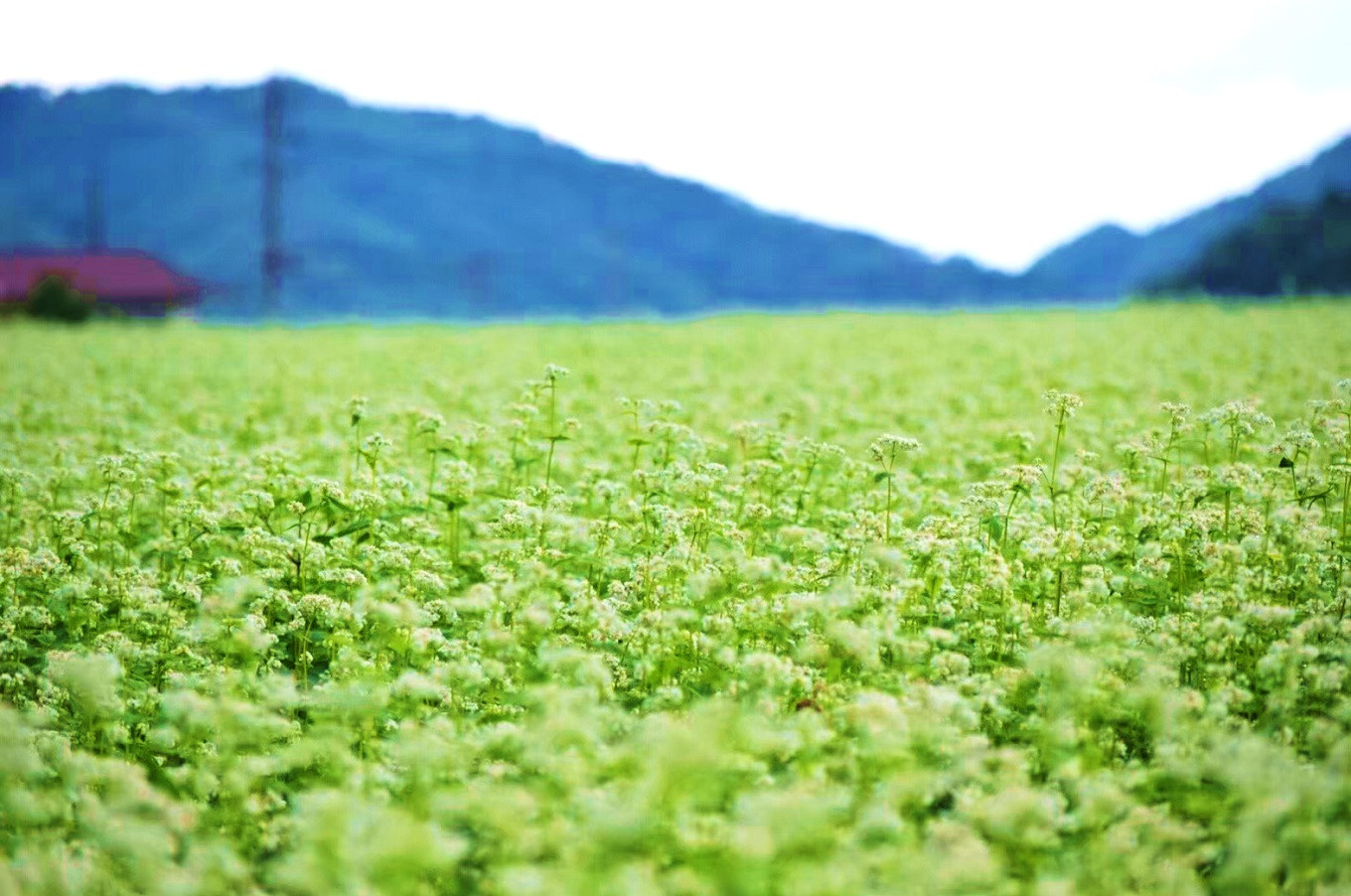 島根県奥出雲町の小さなまち自慢の”仁多米コシヒカリ“｜ふるさとチョイス - ふるさと納税サイト