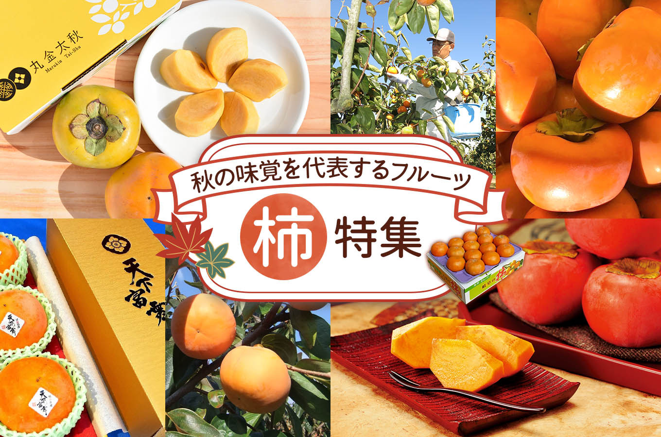 岐阜県本巣市の採れたての柿を本巣から直送します ふるさとチョイス ふるさと納税サイト