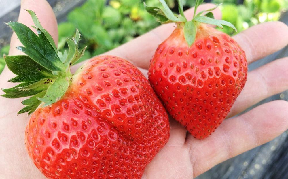 福岡県豊前市の【豊前市の「あまおう」食べてみり～ あまおう特集】｜ふるさとチョイス - ふるさと納税サイト