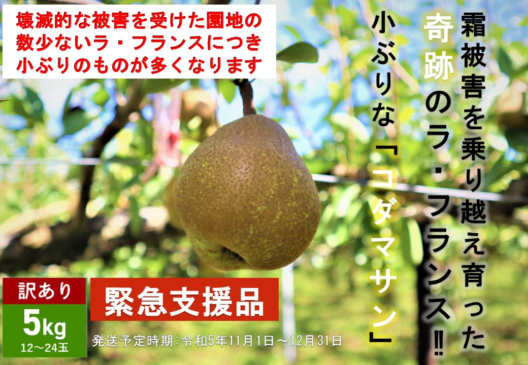 山形県上山市の果物選びに迷ったとき必読！あなたの一番がきっと